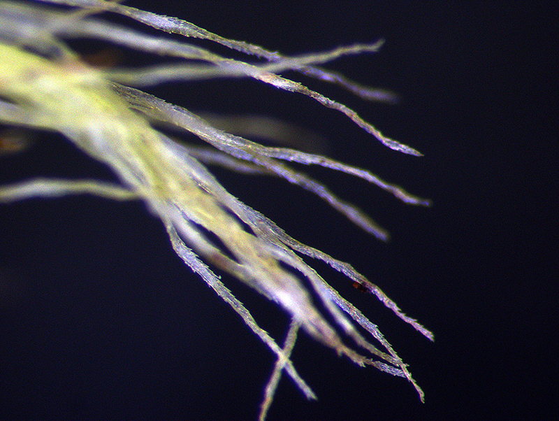 Dicranoloma billardierei The University of Auckland